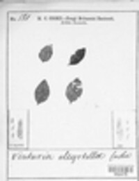 Gibbera myrtilli image